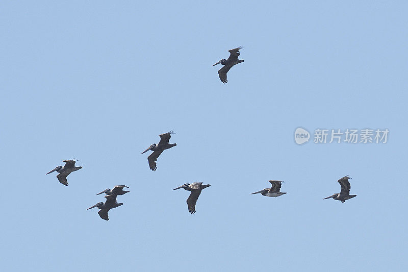 几只秘鲁鹈鹕飞过智利中部海岸(Pelecanus thagus)